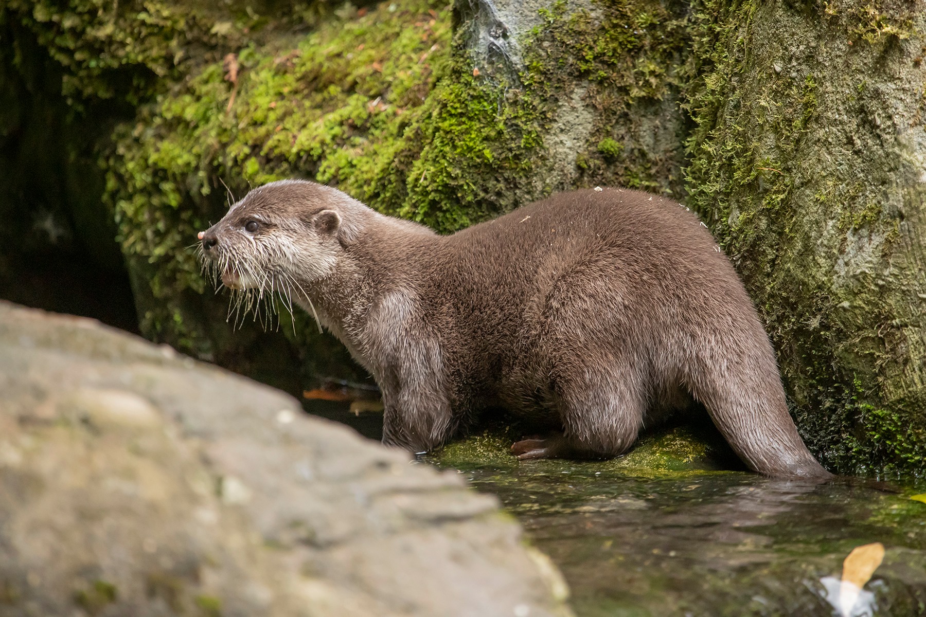 Otters