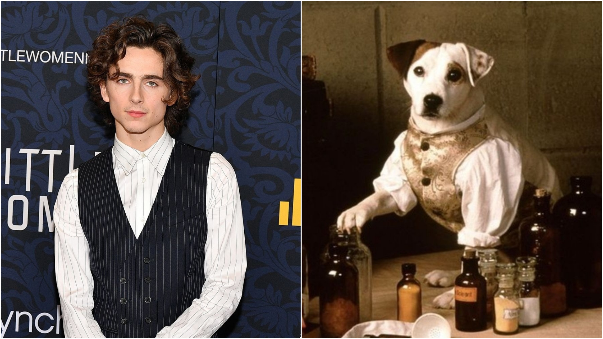 Timothee Chalamet Wishbone Origins