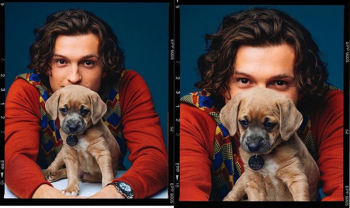 Holland puppy, Tom Holland, puppies